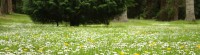 flowers-tree-field